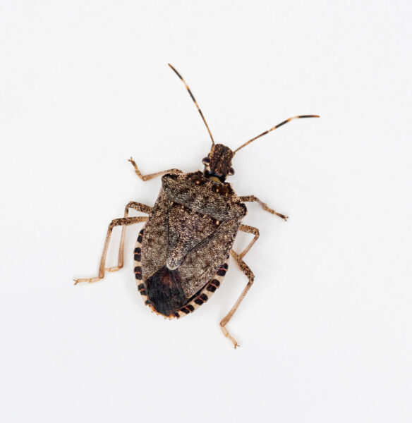 Brown Marmorated Stink Bug