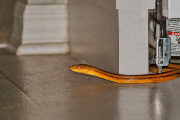 Rat Snake Coming out from Under Dishwasher