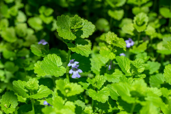 A close-up image of a creeping Charlie weed showing its purple flowers.