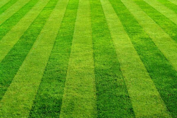 focus of rows of freshly cut grass