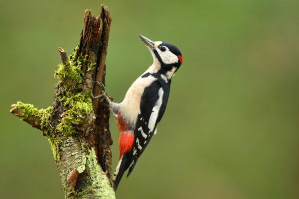 Great Spotted Woodpecker (Dendrocopos major)