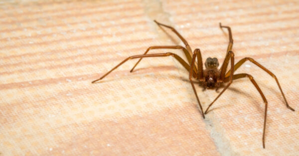 A brown recluse spider on a light brown surface.