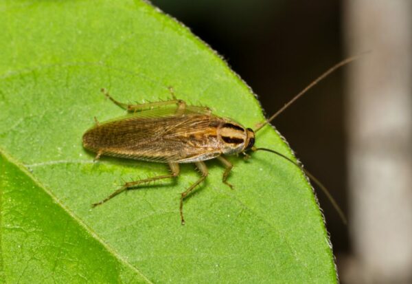 German Cockroach (Blattella germanica) scavenging outside during the night on a tree leaf in Houston, TX.