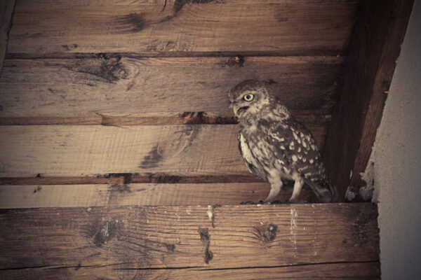 little owl in the attic of a house