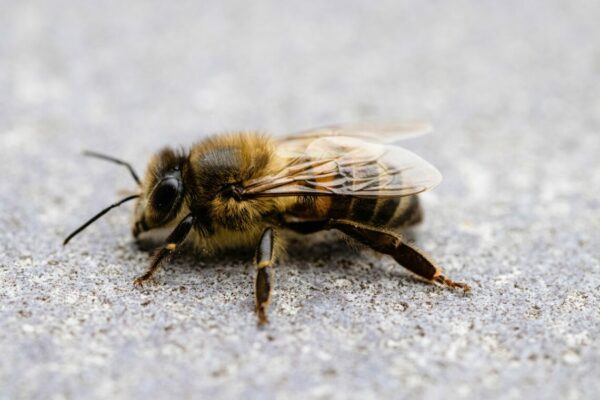 Macro shot of an Africanized bee on rocky surface