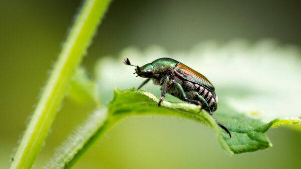 A close-up of a small Japanese beetle standing alone on a green leafy plant