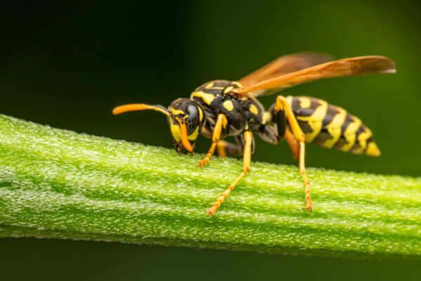 Closeup of a wasp on a plant in the garden