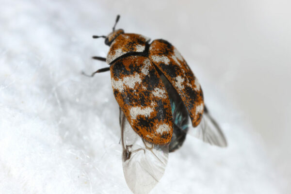 Varied carpet beetle, Anthrenus verbasci. Home and storage pest of natural animal raw materials - leather, wool, hair