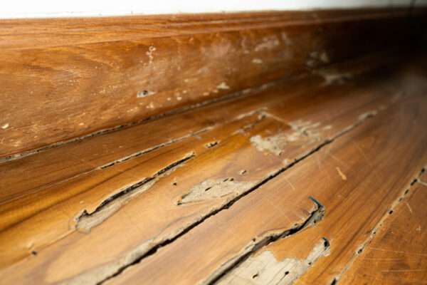 decay in wood after drywood termites infest and feed on wood