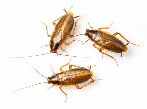 Close up of three blattella germanica german cockroach isolated on white