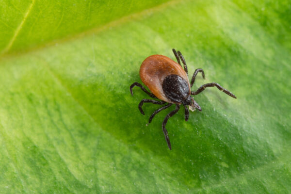 Close up photo of interesting tick (Ixodes ricinus)