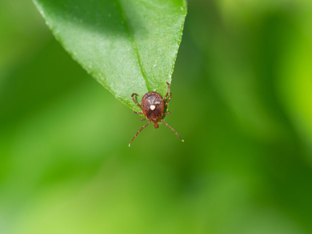 Lone Star tick with a white spot in the body's center on a green leaf.