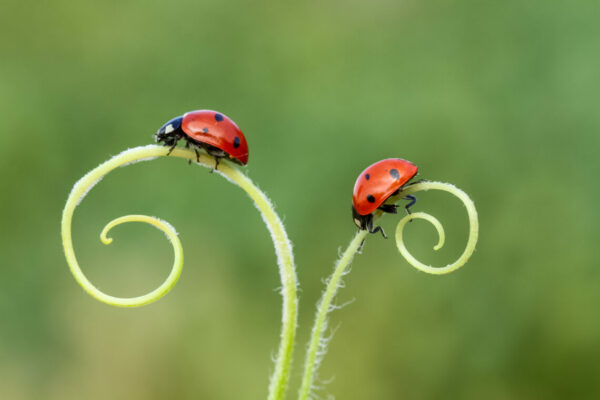 Two ladybugs on curly grass blades.