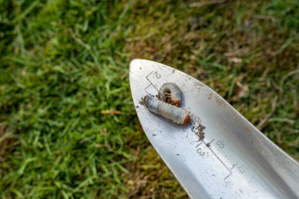 Two lawn grubs on a garden trowel in a lawn with brown spots.