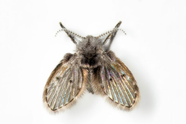 A close-up view of a drain fly on a white background.