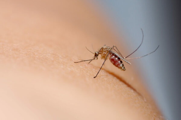 Close up of mosquito sucking blood on human skin