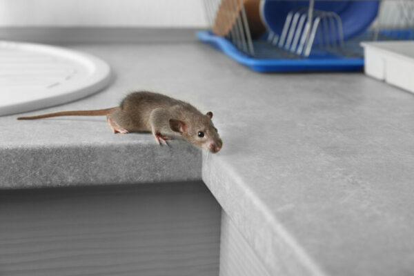 rat on table near sink