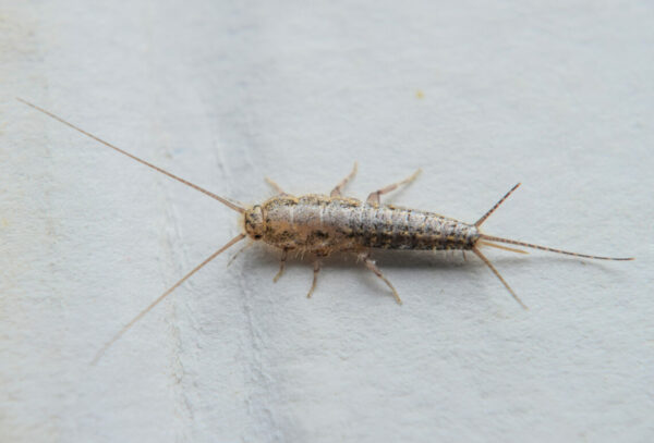 Insect feeding on paper - silverfish