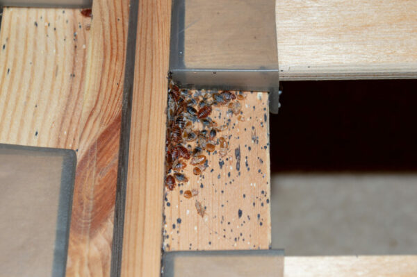 A serious bed bug infestation affecting a residential bedroom where bedbugs developed undetected on the frame of a double bed beneath the mattress under and between the plastic clips of wooden slats.