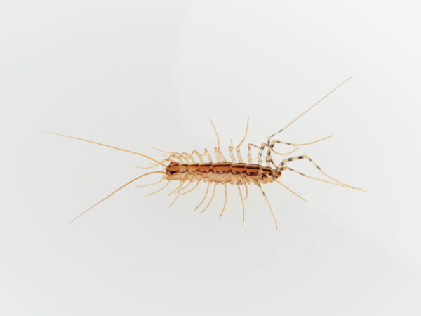 Brown house centipede with long legs on white background.