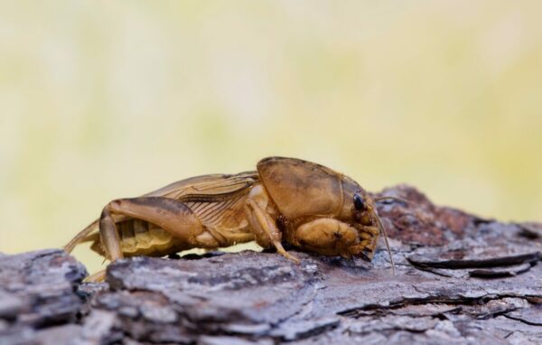 Tawny Mole Cricket (Neoscapteriscus vicinus) on tree bark, ventral view