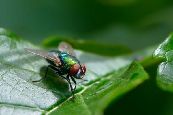 Common fly on leaf