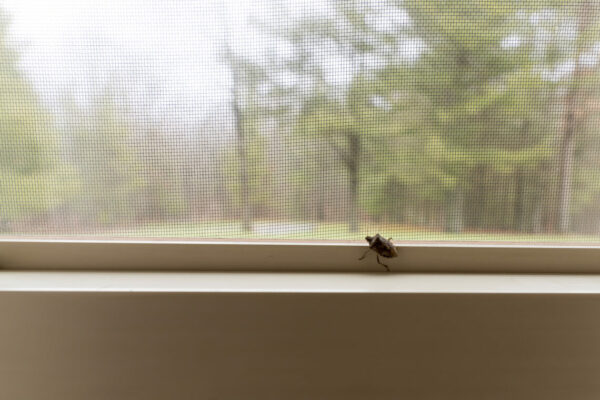 A stink bug on the inside of a window in a home