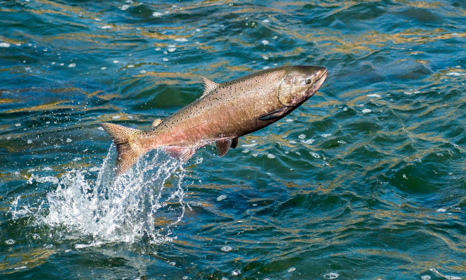 Salmon Farm Canva 1