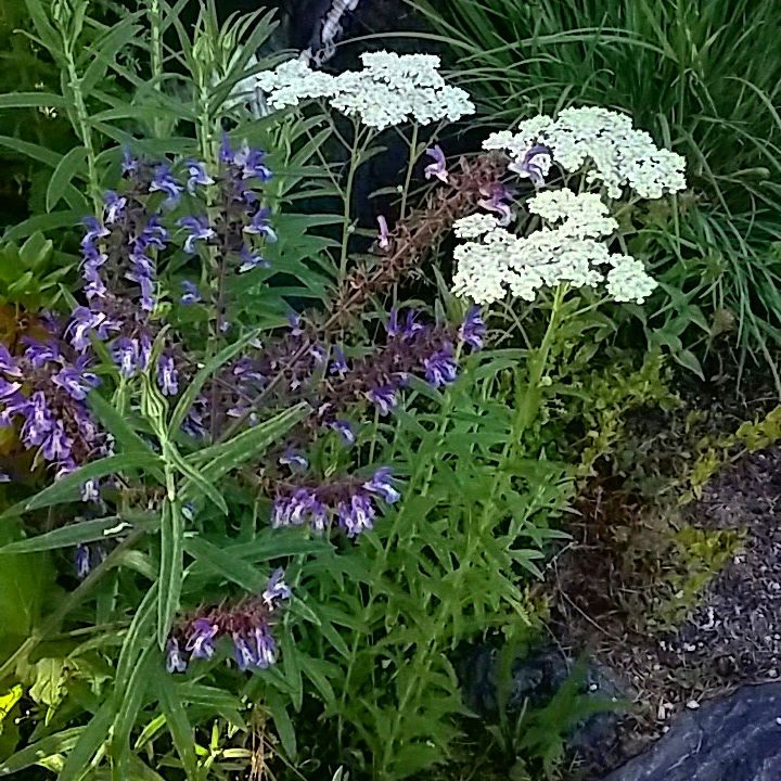 Photo of Salvia forsskaolei flower by Evan Bean