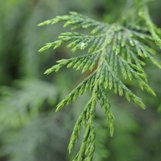 Cupressus nootkatensis 'Van den Akker' | Callitropsis nootkatensis 'Van ...