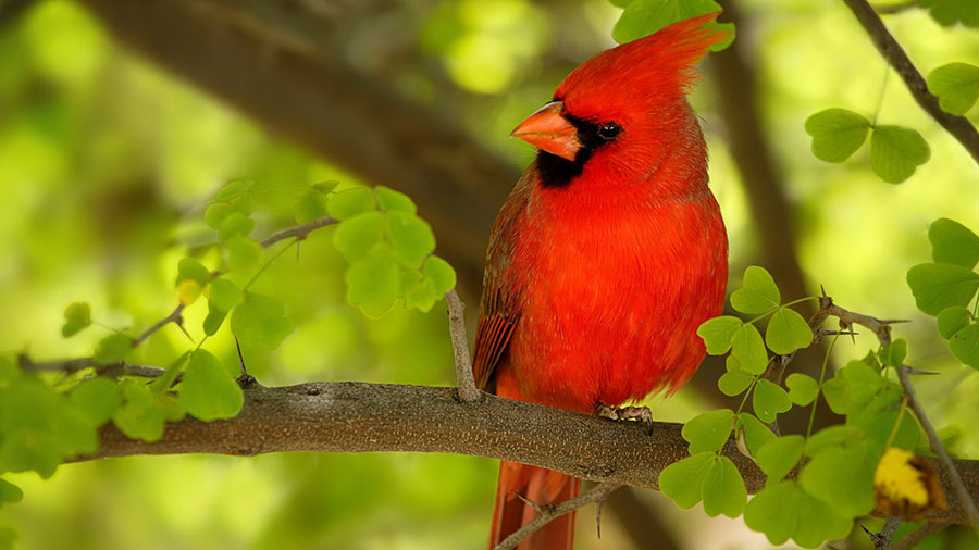 Birds' red color