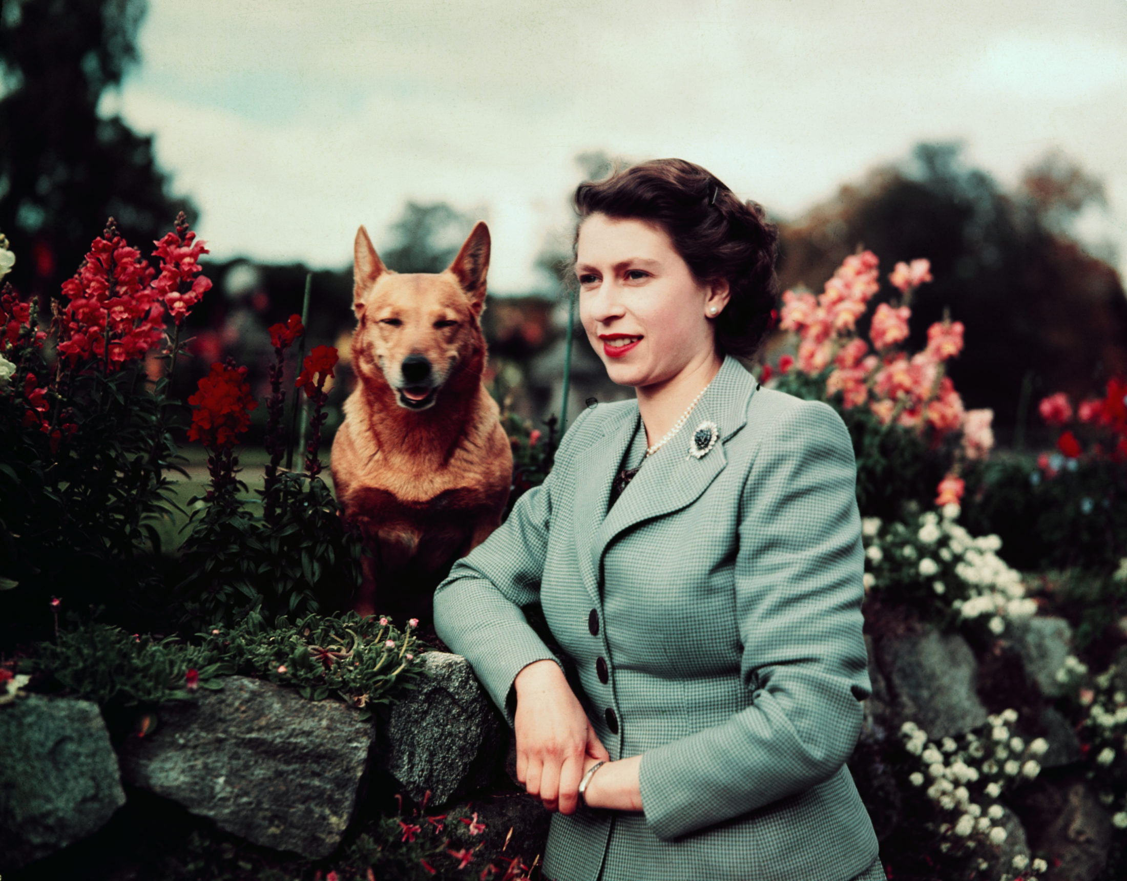 Queen Elizabeth II, seen here in March 1953, has a particularly love of Corgis. UPI color slide via Getty Images