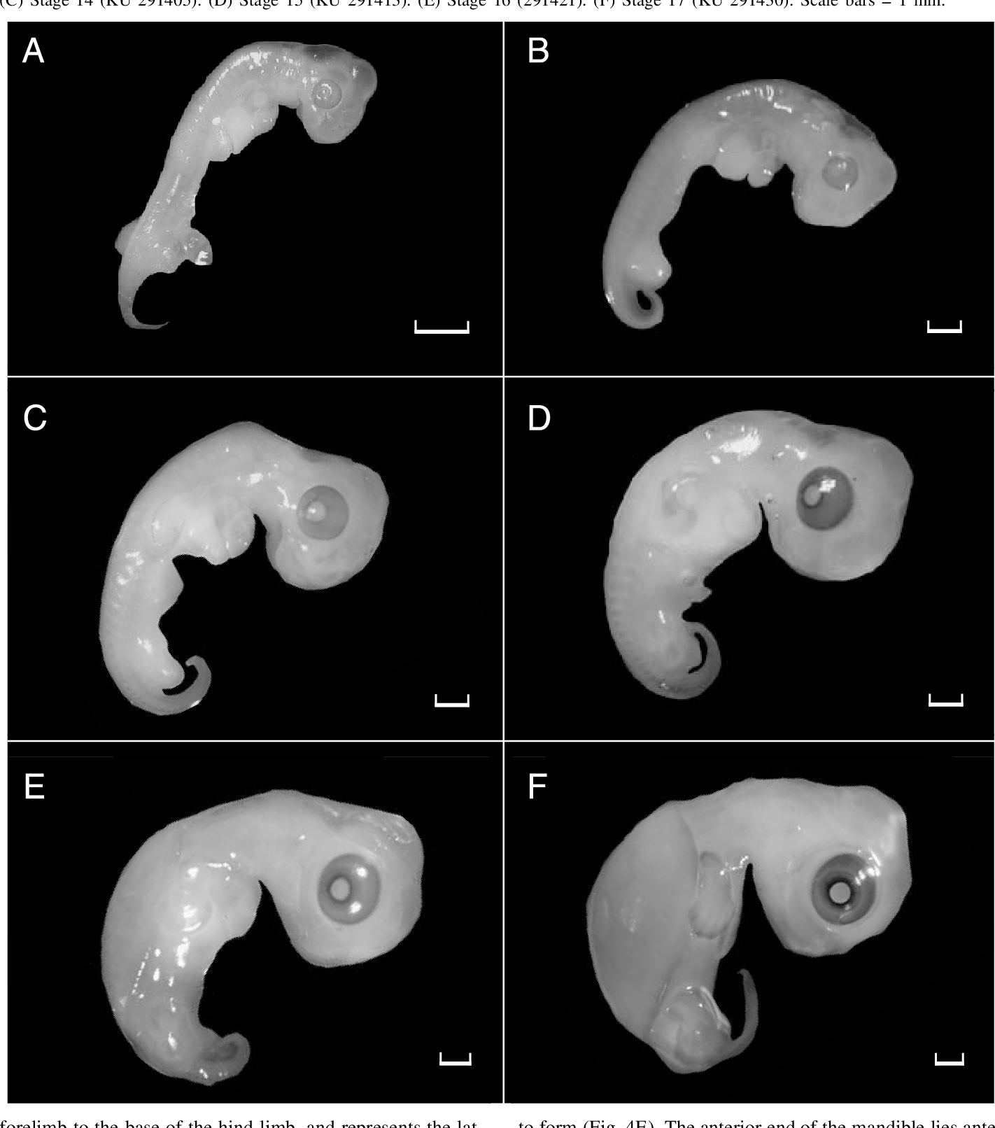 Turtle Embryology Stages Of Development