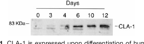 [PDF] CLA-1/SR-BI is expressed in atherosclerotic lesion macrophages ...