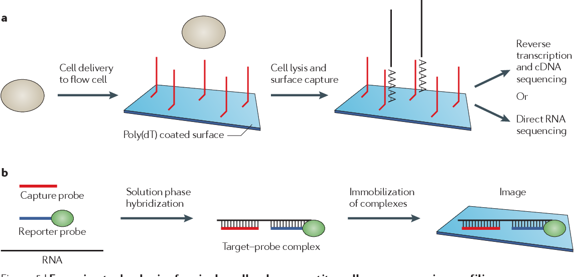 RNA sequencing: advances, challenges and opportunities | Semantic Scholar