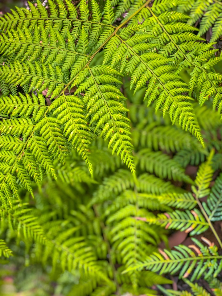 Ferns | Barking | Blipfoto