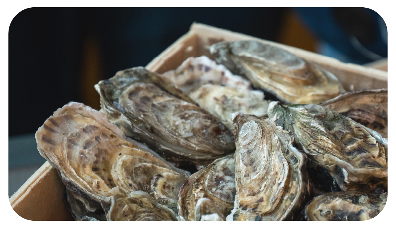 Oyster being shucked