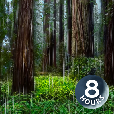 Rainstorm in Redwood Forest Helps You Sleep | 8 Hour Rain Sounds for Sleeping