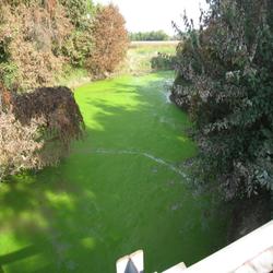 Harmful Algal Bloom (HAB) in a stream