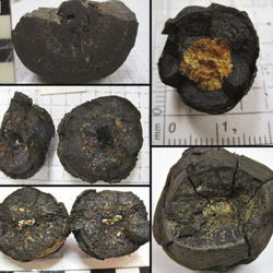 Collage of black nodules or rocks of varying sizes and shapes, each 1-7 inches wide, broken in half to show their cores.