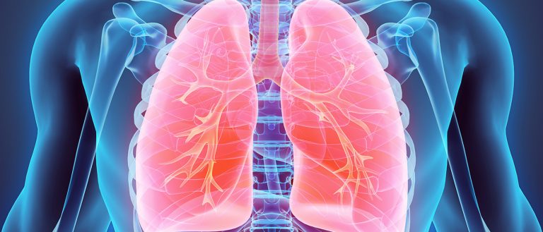 3-d illustration of lungs