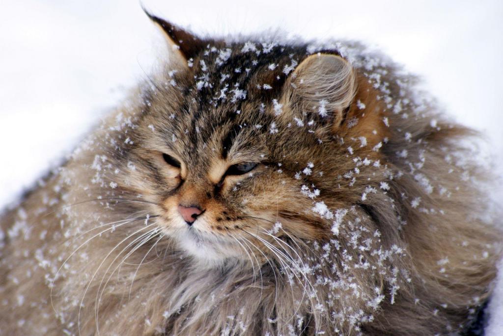 gatto di neve