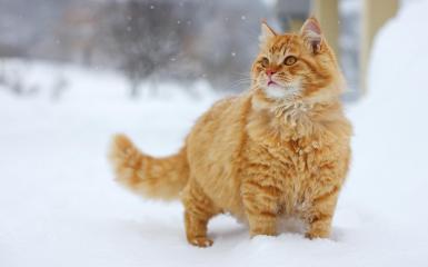 gatto nella neve