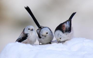 Uccelli di neve carini