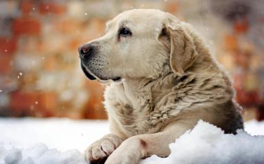 *** cane sulla neve ***