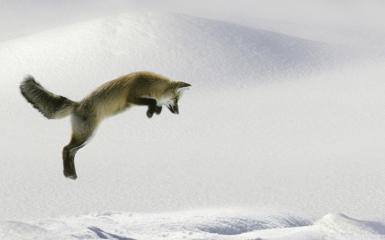 Fox Jumping.