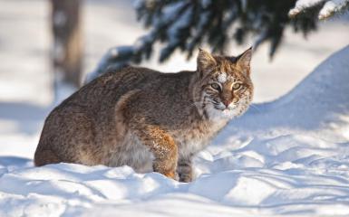 *** Lynx sulla neve ***