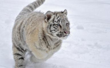 *** Tigre in esecuzione nella neve ***