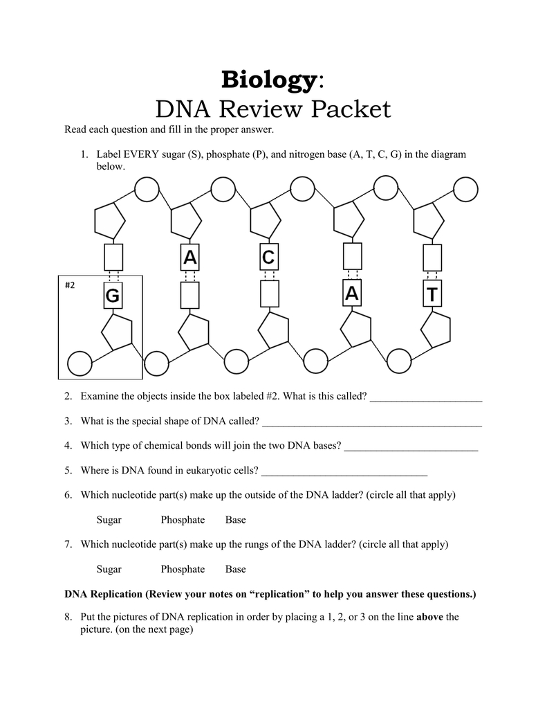 Dna Profiling Worksheets Answer Key