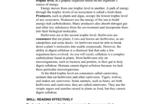 Energy Flow In Ecosystems